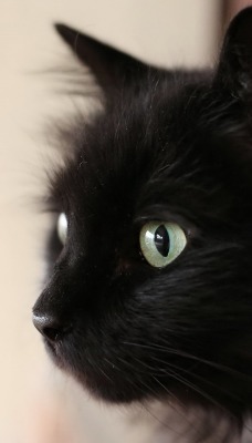 черный кот глаза взгляд