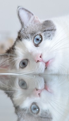 кошка лежит отражение