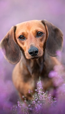 собака цветы фиолетовый