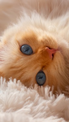 котенок рыжий на ковре
