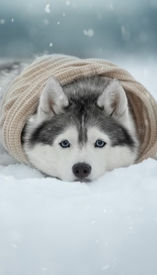 собака хаски снег лежит