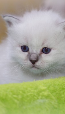 котенок белый пушистый мордочка