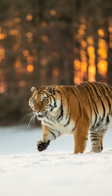 тигр снег хищник