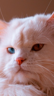 кот белы мордочка глаза пушистый