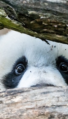 панда глаза когти бревно