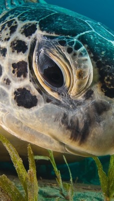 черепаха макро под водой