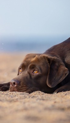 собака задумчивый взгляд пес на песке