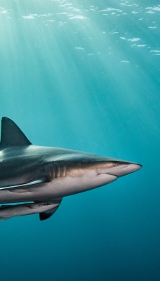 акула под водой лучи