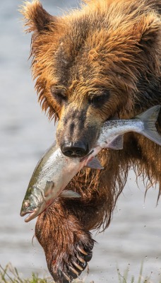 медведь рыба лосось хищник