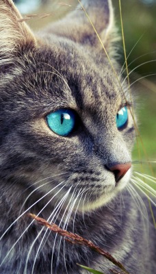 котенок глаза голубые мордочка