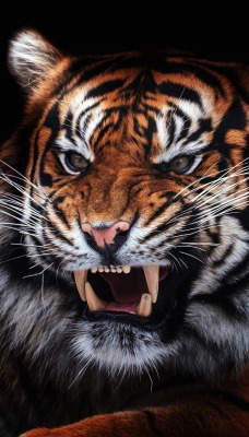 тигр оскал черный фон хищник