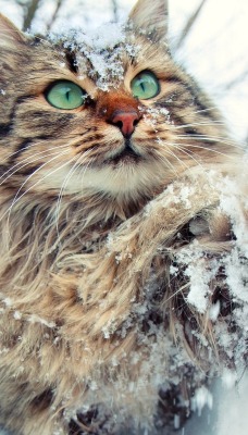 кот снег лапа
