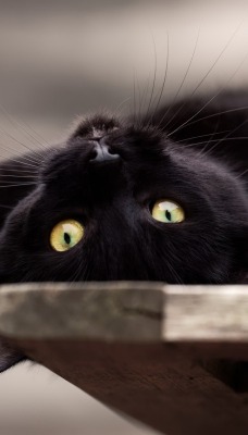 кошка черная игривый взгляд