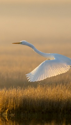 цапля белая болото полет взмах крылья