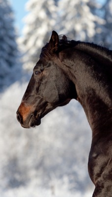 лошадь черный конь
