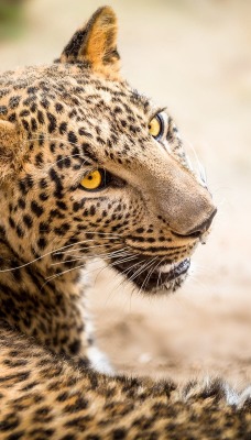 леопард хищник взгляд