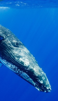 кит под водой океан
