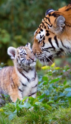 тигр тигренок хищник