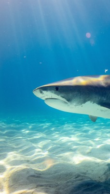 акула под водой на дне в море