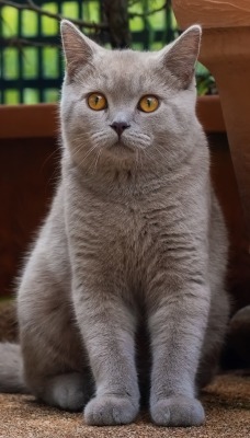 кот британец серый