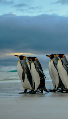 пингвины стая берег волны