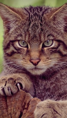 кот лесной дикий