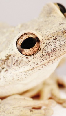 лягушка жаба земноводные