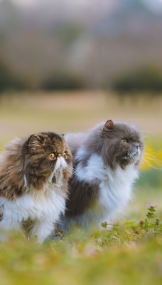 персидский кот коты на лужайке