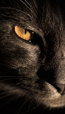 кот мордочка черный