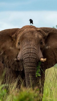 слон африка природа