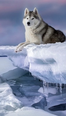 волк на снегу льдина сосульки