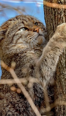 кошка на дереве лапки ствол