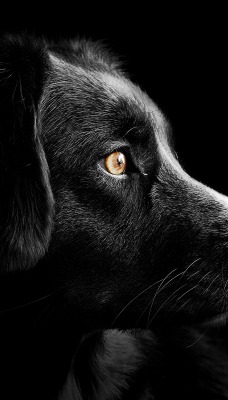 собака в профиль взгляд черный фон