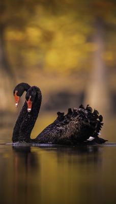 лебеди черный водоем дерево