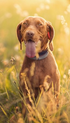 собака в траве язык