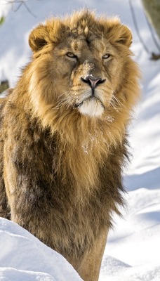 лев зима снег царь зверей