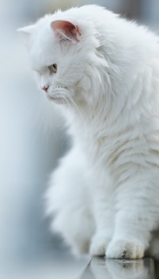 кот белый кот пушистик