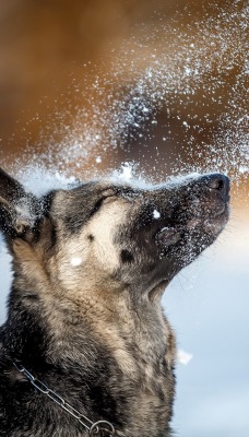 собака снег овчарка