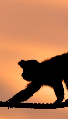 обезьяна канат небо силуэт