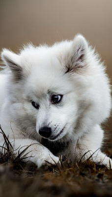 собака белая на земле