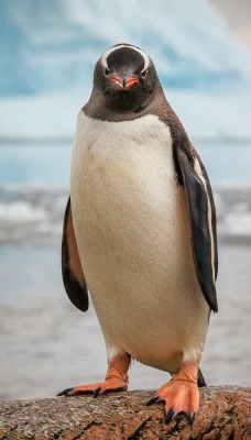 пингвин на камне ледник