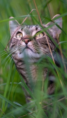 кошка в траве одуванчики
