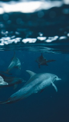 дельфины море под водой