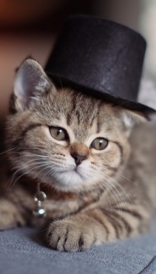 котенок шляпка мордочка