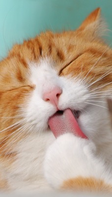 кошка рыжий кот язык
