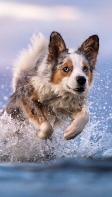 собака вода брызги бежит