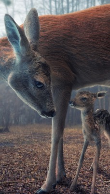 косуля ягненок в лесу