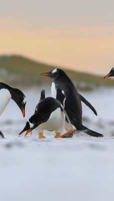 пингвины на снегу в горах