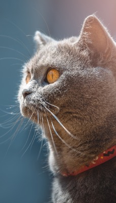 кошка британская кошка взгляд ошейник