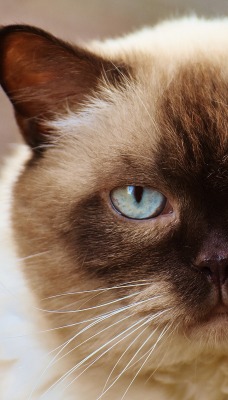 сиамский кот кошка взгляд